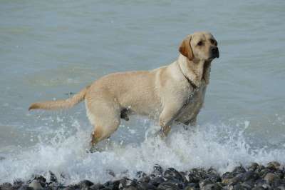 狗 宠物 哺乳动物 拉布拉多犬 播放 水 海