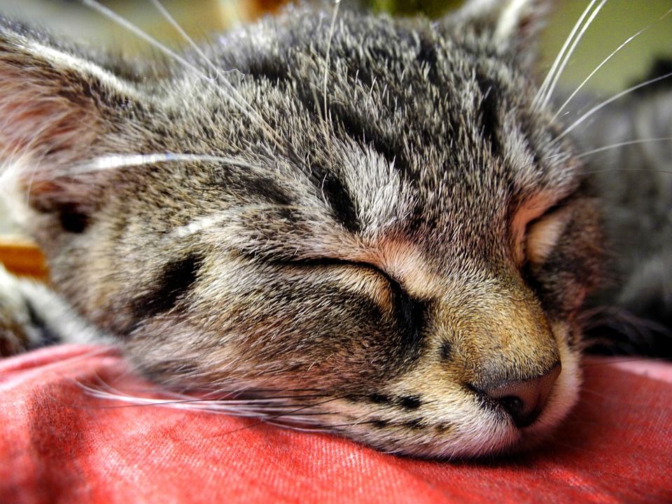 猫, 小猫, 头, 在睡觉