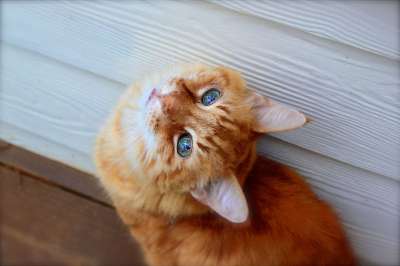 动物 猫 特写 可爱的 猫科动物 宠物