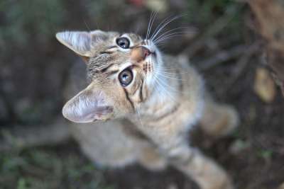 那只猫 小的 猫科动物 可爱的 动画 被驯服的 哺乳动物 甜的