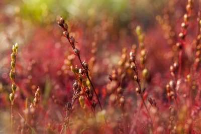 雨露 气氛 红色 植物 性质 幻想 墙面装饰 花卉 关闭 宏