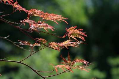 秋天的树叶 哭泣枫 叶子 芽 红色 树