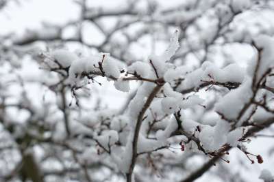 分行 雪 冬天 树 霜 雪覆盖 下雪的 寒冷的 自然 冰