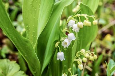 山谷里的百合 开花 盛开 春天 香味 新鲜 雨滴 滴 雨 水滴