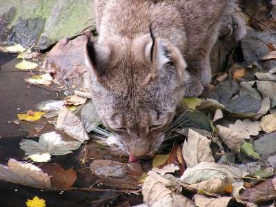 猞猁 猞猁猞猁 大猫 喝 水