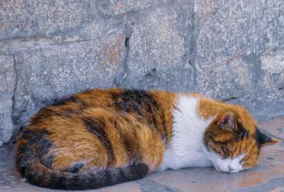 猫 动物 宠物 捕食者 危险的 肖像 猫科动物 头 Mieze