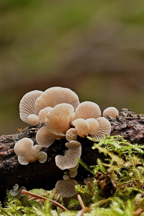 蘑菇 植物 毒菌 真菌学 树真菌 森林 荒野 自然