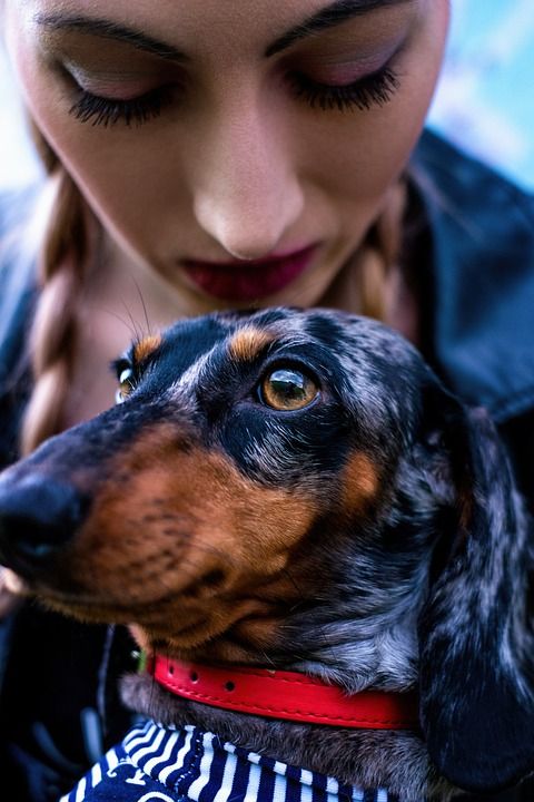 最好的朋友 腊肠犬 狗 年轻女子 纵向 夏天 岩石 旅行