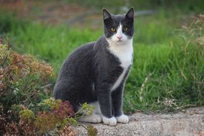 猫 迷路 猫科动物 流浪猫 无家可归的猫 基蒂 动物 户外 自然