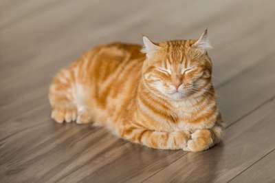 猫 橙色的 动物 宠物