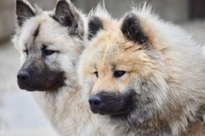 狗 狗Eurasier 动物 犬类 Eurasier 狗的奥拉夫-蓝色