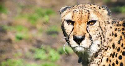 猎豹 动物医院 大猫 兽 动物 紫檀 斑点猎豹 萨凡纳 性质