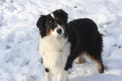 雪地里的狗 澳大利亚牧羊犬 牧羊犬 动物 纯种狗 家畜 狗 友好的