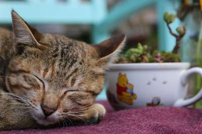 猫 动物 宠物 可爱的 和平 睡觉 夏天 棕色