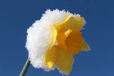 水仙花 水仙 开花 复活节钟声 春天 黄色 植物 雪 雪盖