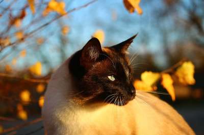 猫 落下 暹罗 宿醉夜光 秋叶 树叶 小猫
