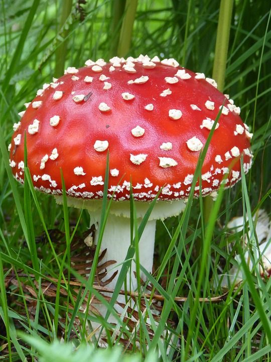 蘑菇 菌类 红色的 新鲜的 中毒 菌 森林 秋天 毒菌 户外