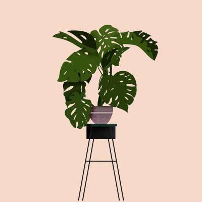 龟背竹 植物 绿色 床单 树叶 热带 洞 画画 背景 客厅