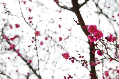 梅花 季度 树 季节 大自然 花 红梅 花树 春天 韩国