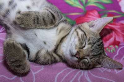 宿醉 小的 鲭鱼 小猫 家猫 家畜 可爱的 猫 猫宝宝 猫脸