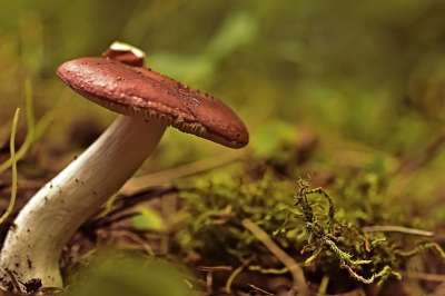 蘑菇 红菇 森林地面 森林 收集 苔藓 板条 有毒 适宜供人食用