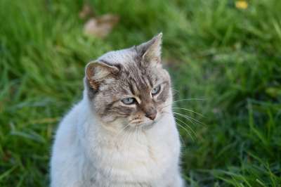 猫 小猫 猫坐着 肖像猫 动物 哺乳动物 蓝眼睛 绿色的肖像