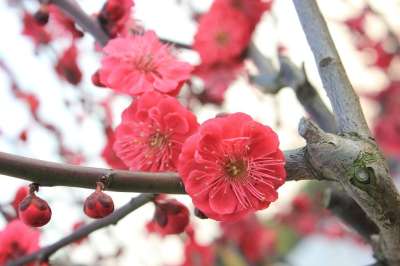 梅花 春天 桃红 粉红 萌发