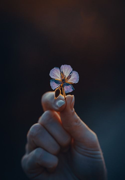 花 花瓣 芽 日落 暮 轮廓 自我意识 颜色