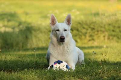 白色的 牧羊犬 白色牧羊犬