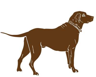 狗 拉布拉多犬 棕色 动物 猎犬 宠物 犬类 白色的 品种