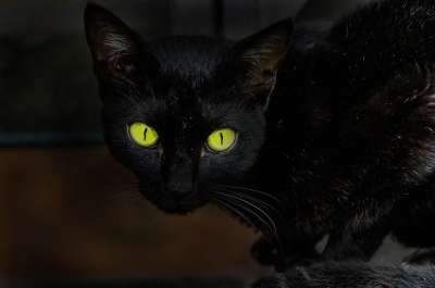 猫 眼睛 动物 预兆 黑色的 黑猫 恐惧 毛茸茸 宠物 国内的