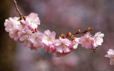 樱花 花 植物 自然 樱桃木 鲜花 春天 季节 生长 花瓣