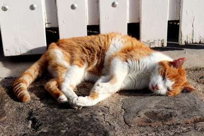 猫 猫科动物 红色和白色的 哺乳动物 可爱 毛皮 驯化 小胡子