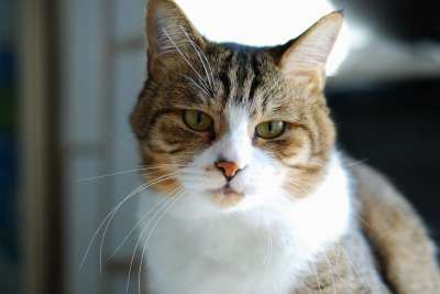 猫 台湾 寂寞