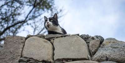 猫 猫科动物 迷路 小猫 可爱的 可爱猫咪 毛皮 小的
