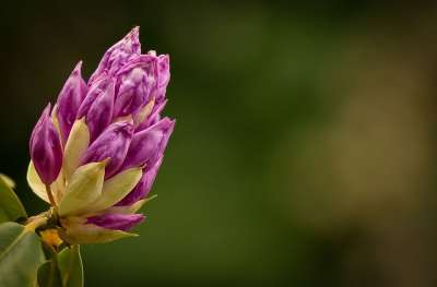 杜鹃 花 芽 背景图片 粉色的 绿色