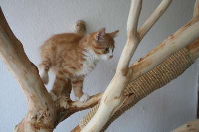 主要摆放好 主浣熊 猫 小猫 猫宝宝 红色的 宝宝小猫 家猫