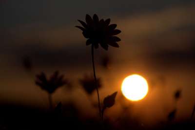 花 阴影 日落 太阳 天堂 多云