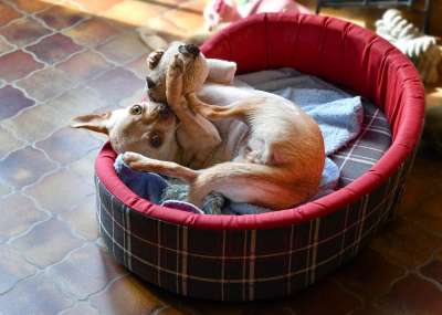 狗 播放 玩耍 奇瓦瓦州 篮子 动物 玩具 宠物 犬类 俏皮的