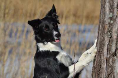 狗 边境牧羊犬 冬天