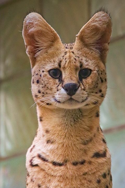 薮猫 野生猫 野生动物 动物