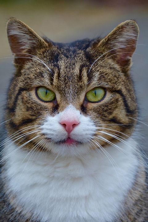 猫 小猫 宠物 动物 毛茸茸的 甜的 婴儿 年轻的小猫 野猫