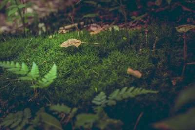苔藓 森林地面 树叶 蕨类植物 自然 绿色 生态 环境