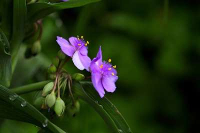 大自然 花 植物 经常交付 户外 野花 抽象 花瓣