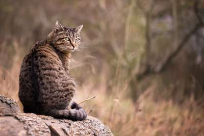 猫 花园 宠物 动物 可爱的 毛皮 自然 猫科动物 草 蓬松的