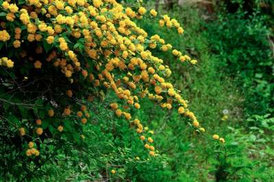 叶子 大自然 树 植物 季节 春天 死硬 黄花 春天的花朵
