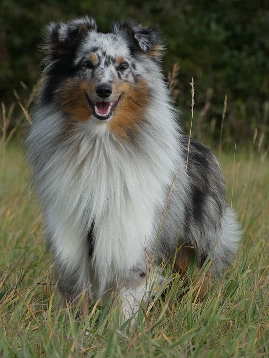 设得兰群岛牧羊犬 狗 高野 牧场 犬类 动物 原野 宠物
