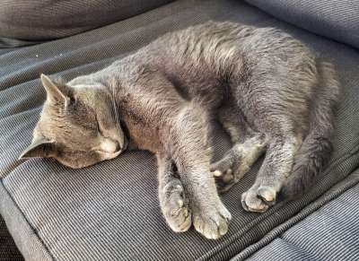 猫 睡觉 长椅 灰色的