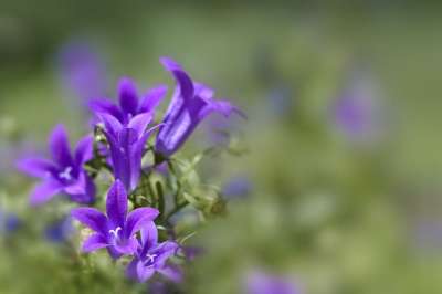 桔梗 家庭野风信子 花朵 紫花 蓝色的 植物群 绽放 自然 花园