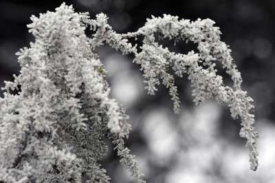 霜 冬天 雪 小枝 杜松 衬套 自然 森林